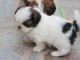 Don chiot type  shih tzu 