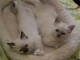 Splendide couples chatons sacrés Birmani A donner pour Noel