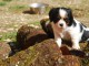 Bb Chiots Cavaliers King Charles Femelle 