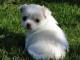 A donner magnifique chiot femelle type chihuahua non lof Pour Noe