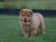 A donner bb chow chow 3 mois