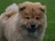 Chiot bb chow chow 3 mois pour adoption