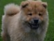 Chiot bb chow chow 3 mois pour adoption