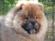 Chiot chow chow de 3 mois chercher foyer d