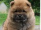 Chiot chow chow de 3 mois chercher foyer d