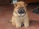 Chiot chow chow de 3 mois chercher foyer d