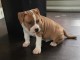 chiot American staffordshire terrier