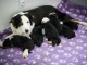 Chiots Border Collie Adoption