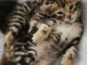 Chaton Bengal disponible