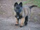 A donner chiots berger des Pyrénées