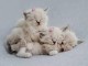  Chatons Ragdoll pour famille