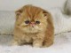 Chatons exotic shorthair