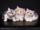 Chatons exotic shorthair