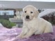  Donne chiot type Golden Retriever