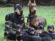 Chiot Dobermann Superbe