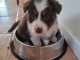 Magnifique Chiots Berger Australien Disponible