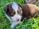 Magnifique Chiots Berger Australien Disponible