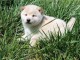 chiot shiba inu trois mois