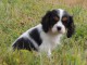 Donne femelle chiot cavalier king charles Spaniel