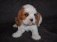 Donne femelle chiot cavalier king charles Spaniel