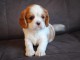 Donne femelle chiot cavalier king charles Spaniel