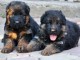 adorables chiots berger allemand