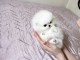 Adorables chiots Spitz nains blancs lof a donner