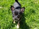 Adorables Chiots Chihuahua adonner