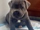 chiot Staffordshire Bull Terrie trois mois