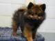 chiot spitz-spitz-nain-pomeranie trois mois