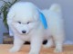 magnifiques chiot samoyede trois mois