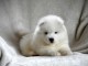 chiot samoyede trois mois