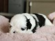 chiot shih-tzu trois mois