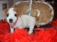 superbe chiot jack russell