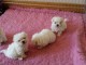 A donner Chiots bichon maltais