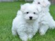 Magnifique Chiots Bichons Maltais