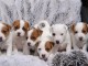 Adorables Chiots JACK RUSSEL a donner