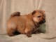 Chiots chow chow a donner