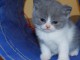 A donner Superbes chatons British shorthair disponibles