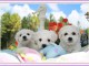 Adorables chiots Bichon frisé a donner 