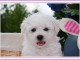 Adorables chiots Bichon frisé a donner