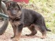 chiot berger allemand trois mois