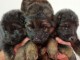 chiots berger allemand poil long