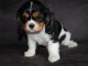 Chiot cavalier king charles spaniel femelle