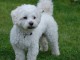 A DONNER Adorable Femelle chiot Bichon Maltais