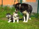 A donner Chiots HUSKY DE SIBERIE L.O.F