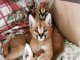 Chaton caracal disponible