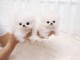 A donner adorables chiots Spitz nains blancs lof