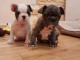 Chiots Bouledogue Français L.O.F a donner c