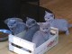 A donner chatons british shorthair